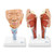 Head Musculature with Larynx Model, 2 Parts MG29866U