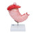 Stomach with Gastric Ulcers Model MG23162U