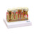 Teeth Model MG29771U