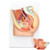 Female Pelvis Model, Median Section, 2 Parts MG30136U