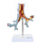 Bronchial Tree Section with Pathology Model, 10X Enlarged MG31098U