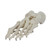 Foot Model, Wire Mounted MG22959U
