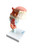 Larynx with Tongue & Teeth Model, 5 Parts MG29773U