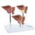 Normal and Pathological Prostate Models, 3 Parts MG31153U