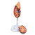 Kidney with Adrenal Gland Model, 1.5X Enlarged, 2 Parts MG31016U