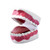 Dental Care Model MG23876U