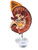 Kidney with Adrenal Gland Model, 3X Enlarged MG31018U