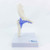 Mini Hip Joint Model, Half Size MG34877U