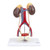 Kidneys with Vessels & Urinary System, 4 Parts MG31020U