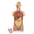 Deluxe Dual-Sex Torso with Open Neck & Back Model, 27 Parts MG32003U