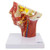 Musculature of Head with Arteries Model MG29865U