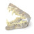 Canine Jaw, Healthy MG36906U
