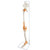 Skeletal Leg with Legaments, Hip Bone, & Foot, Wire Mounted MG8510U