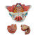 Female Pelvis with Ligaments, Muscles, & Nerves, 4 Parts MG35534U