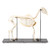 Equine Skeleton MG8513U