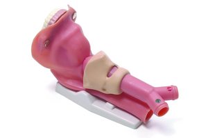 Airway Demonstration Model 252500