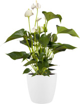 Brussels White Houseplant Pot 16cm