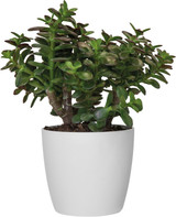 Brussels White Houseplant Pot 18cm