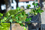Smart Garden Ivy String Light 30LED 