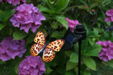 Smart Garden Flutterby 