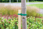 1.8m x 30mm Tree Stake