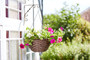 Smart Garden Hanging Basket Rattan 14"