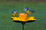 Gardman Daffodil Feeding Dish C/Iron 