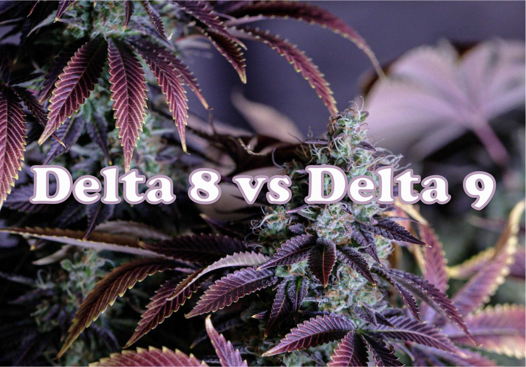 What’s the Difference Between Delta 8 vs. Delta 9 THC?