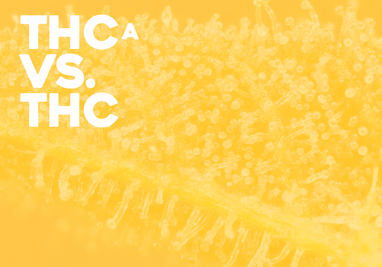 Comparing THC vs THCA
