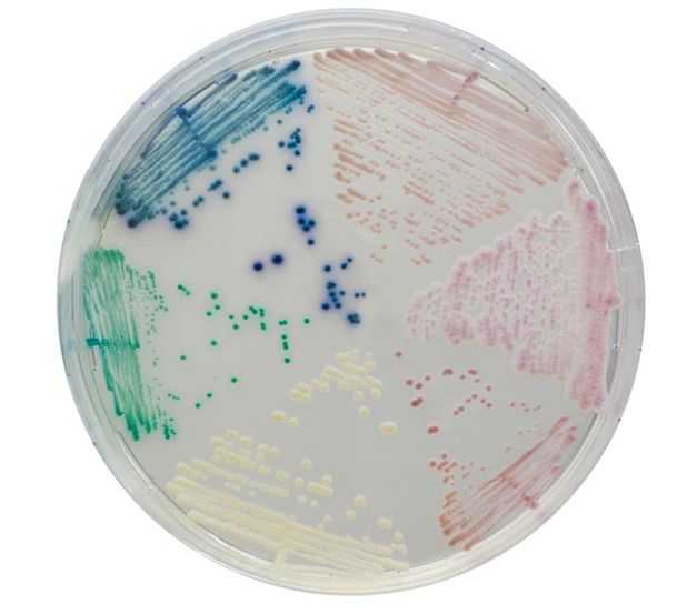 Chromogenic Media
