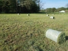 Abbriata M50 Mini Round Baler with Net Wrap, Central Drawbar, and Gathering Wheels
