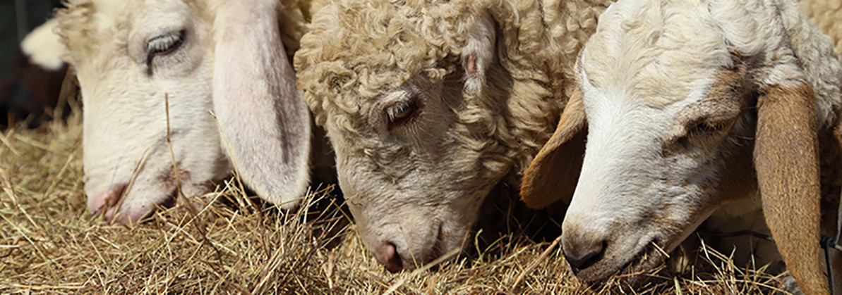 Haymaking Equipment for Sheep and Goat Owners