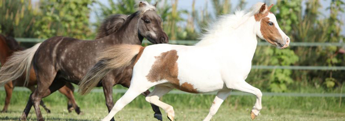 Haymaking Equipment for Miniature Horse Owners