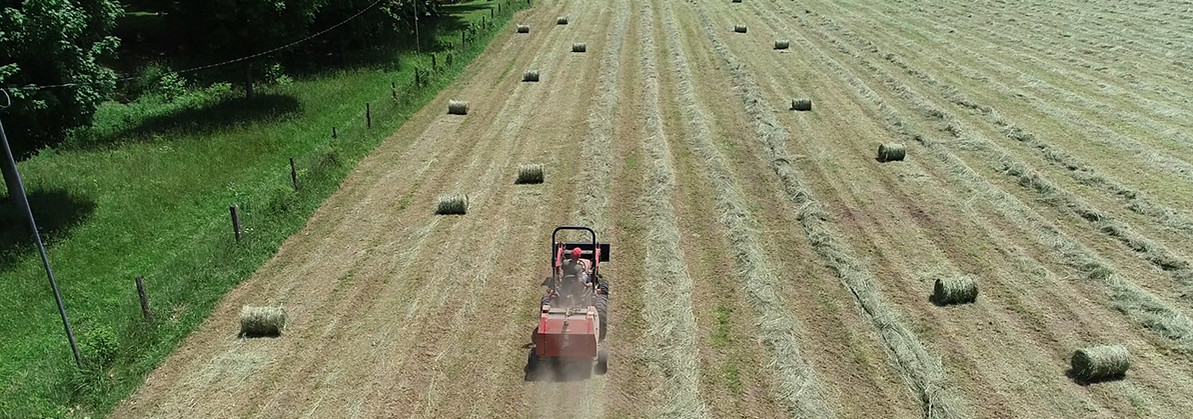 Types of Hay and Their Uses