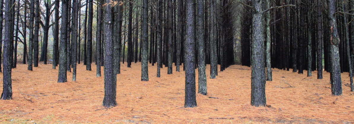 Pine Straw: The Perfect Mulch for Gardening and Landscaping