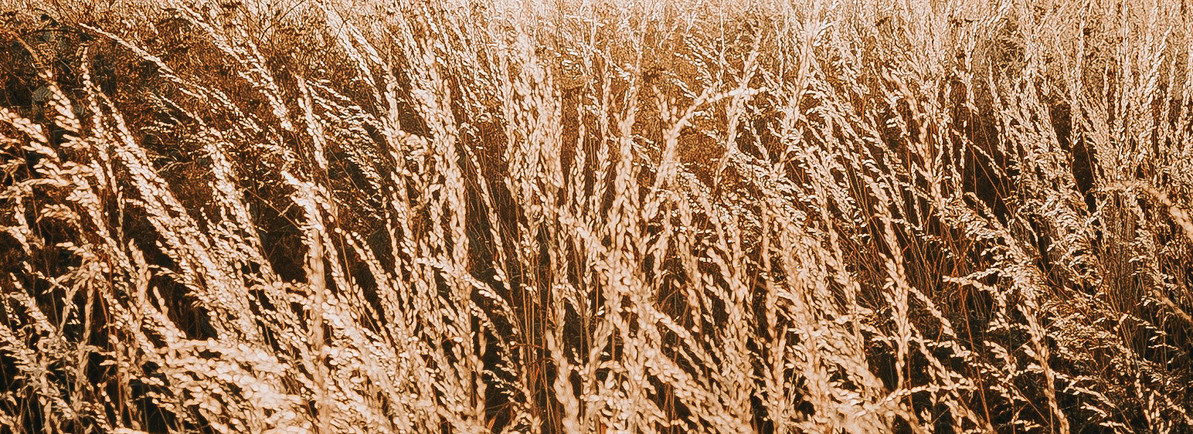 The Hay Curing Process