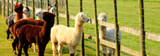 Hay Making Equipment for Alpaca Owners