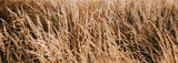 The Hay Curing Process