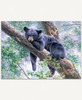 Thinking Spot puzzle displays a black bear cub lounging up in a tree.