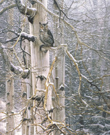 Sentinel Of The Grove 0