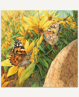 Painted Ladies 1