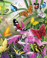 Tropical Butterflies 0
