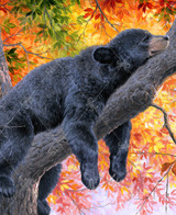  Fall Dreams 