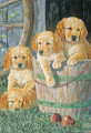 Terry Doughty | Banner Top As Description