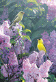 Terry Isaac | Banner Top As Description