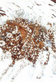 Judy Larson | Banner Top As Description