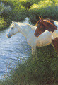 Bonnie Marris | Banner Top As Description