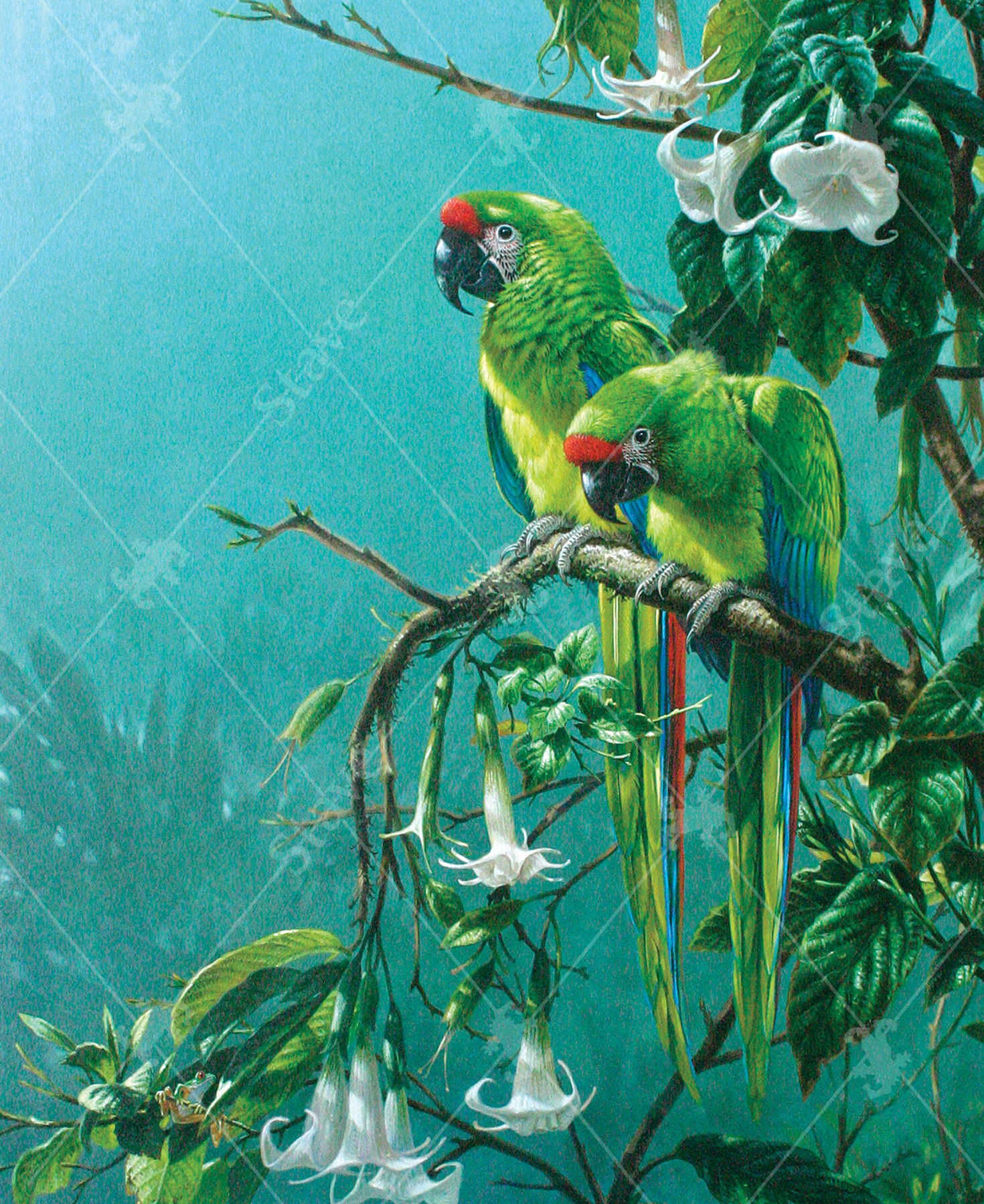 Buffons Macaws_0