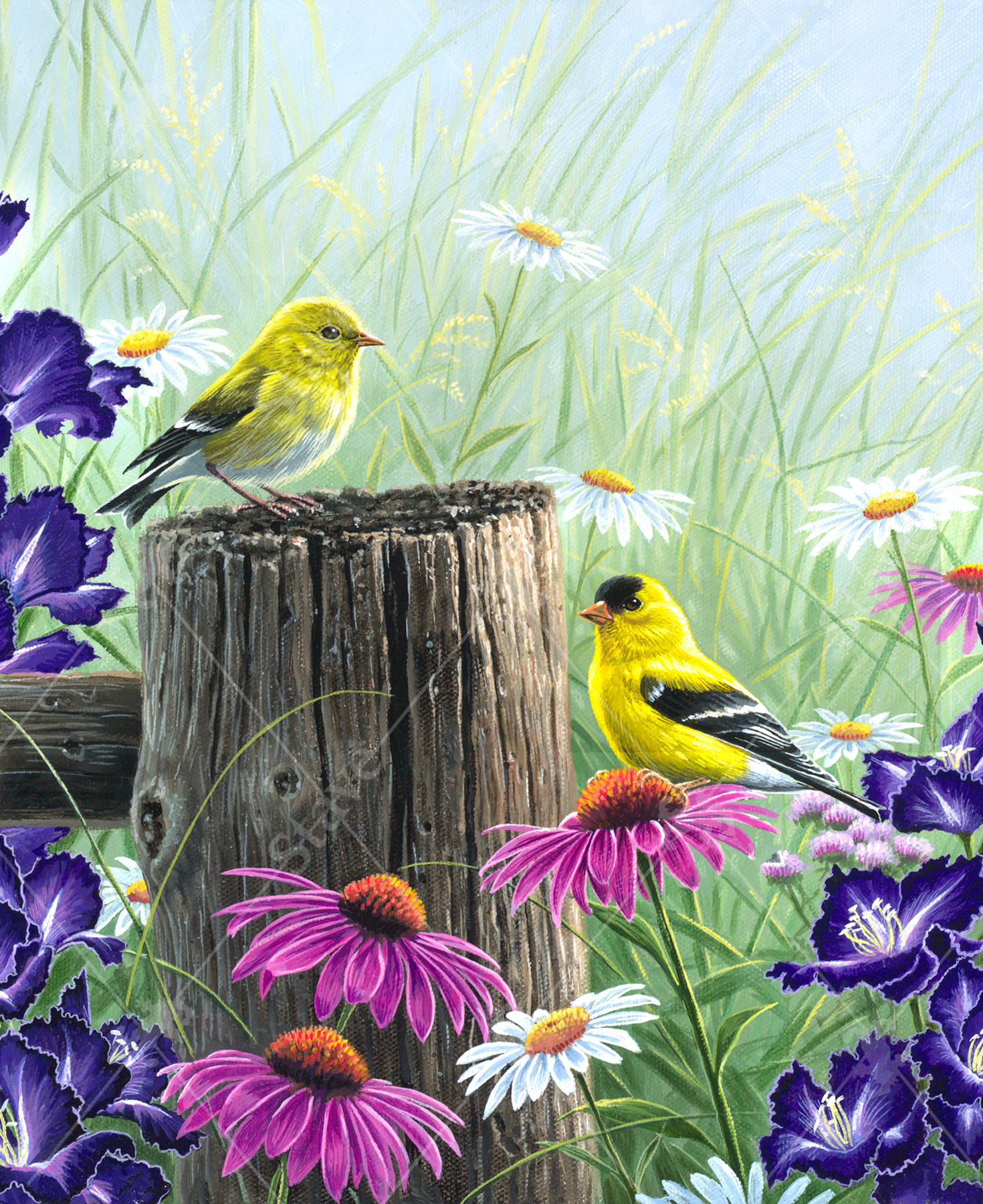 Goldfinch Meadow_0