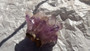 7cm AMETHYST Phantom Quartz Cluster Rare Fluorette Kingston Mountains Cal.